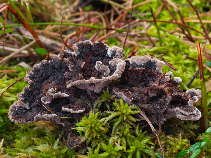 Thelephora terrestris